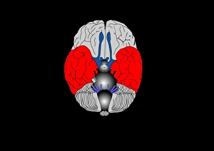 Brain Anatomy Print