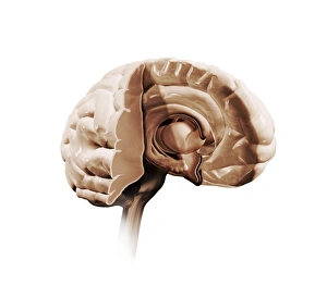 Brain Anatomy Print