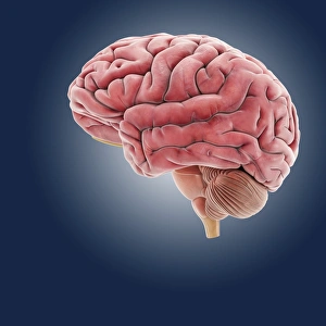 Human Brain Diagram Prints: Brain, artwork C014 / 6803