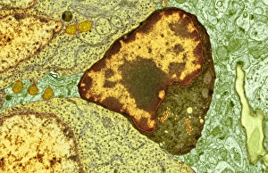 Central Nervous System Cells Prints: Brain cell, TEM C014 / 0358