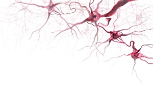 Images Dated 8th November 2012: Brain Cells Print - Computer Artwork of Neurons
