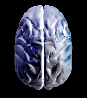 Cerebral Cortex Illustration Prints: Brain