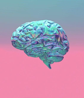 Prints of Brain. Computer artwork of a human brain (side view). The front of the brain is at left. The brain is the nerve centre that controls bodily functions and thought Images Dated 2002 May: Computer artwork of a human brain in side view, print