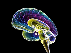 Cerebral Cortex Structure Prints: Brain