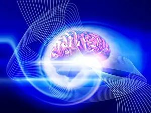 Prints of Brain. Conceptual computer artwork of a side view of a human brain emitting rays of light. The front of the brain is at right Images Dated 2004 November: Human Brain Emission Print