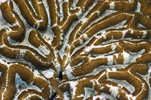 Indonesian Ocean Creatures Prints: Brain coral