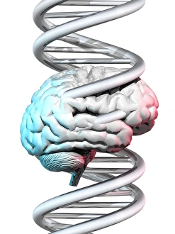 Deoxyribonucleic Acid Molecule Prints: Brain and DNA