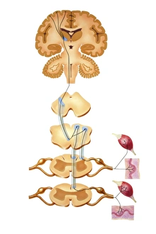 Human Brain Anatomy Prints: Brain motor cortex pathways, artwork C016 / 6533