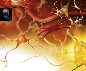 Prints of Nerve cells in the brain. Artwork showing the different types of nerve cells in the grey matter of the brain. Neurons (yellow, for example at lower right) relay nerve signals around the brain Images Dated 2006 December: Brain Nerve Cells Print - Grey Matter Composition
