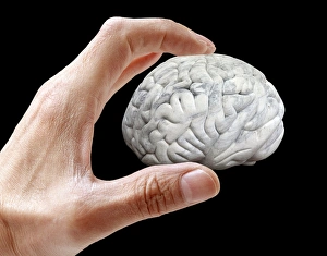 Human Brain Structure Prints: Brain research, conceptual artwork