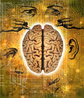 Central Nervous System Diagram Prints: Brain and senses