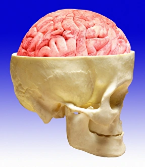 Anatomy Of The Brain Prints: Brain and skull