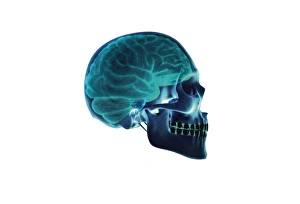 Human Brain Anatomy Prints: Brain and skull, artwork