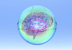 Computer Generated Brain Image Prints: Brain in sphere, computer artwork