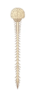 Central Nervous System Prints: Brain and spinal cord, artwork