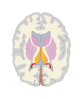 Human Brain Anatomy Prints: Brain structures, artwork