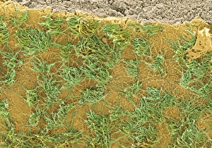 Coloured SEM Print of Brain Surface