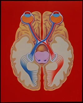 Brain and vision Brain and vision