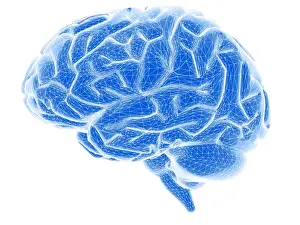Human Brain Anatomy Prints: Brain