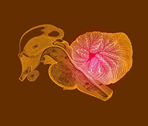 Prints of Brainstem and cerebellum Images Dated 2005 December: Vertical Section Through Brainstem and Cerebellum Print