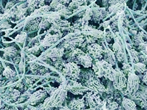 Mouldy Bread Print (SEM)