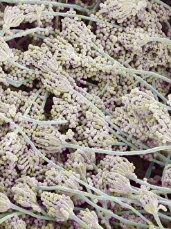 Coloured Scanning Electron Micrographs Prints: Bread mould