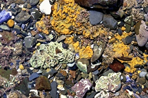 Breadcrumb sponge (Halichondria panacea) Breadcrumb sponge (Halichondria panacea)
