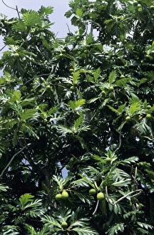 Artocarpus Altilis Prints: Breadfruit