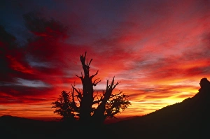 Bristlecone Pine Prints: Bristlecone pine