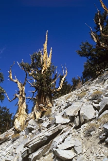 Old Growth Forest Photos Prints: Bristlecone pine trees