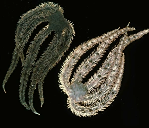Brittle stars Brittle stars