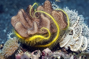 Indonesian Ocean Wildlife Photos Prints: Brittlestar on soft coral