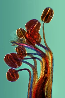 Plant Reproduction Biology Prints: Broad bean flower, light micrograph