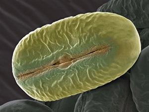 Broad bean pollen Print: x2000 SEM image
