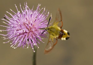 Hawk Moth Species Prints: Broad-boarded bee hawkmoth
