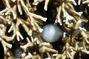 Sepia Latimanus Prints: Broadclub cuttlefish egg