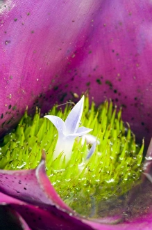 Bromeliad Flower Prints: Bromeliad flower