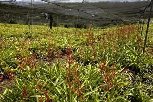 Ecuadorian Flora Prints: Bromeliads being cultivated