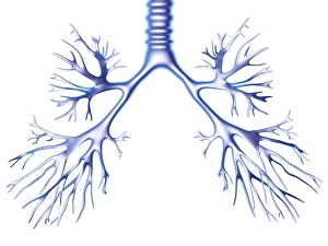 Bronchial Tree Print
