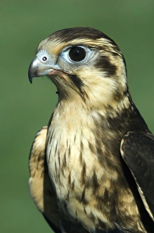 Australian Bird Of Prey Prints: Brown falcon