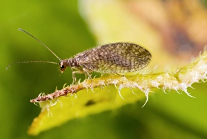 Images Dated 14th January 2013: Brown Lacewing Print on Plant