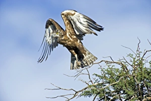 Images Dated 28th August 2012: Brown snake eagle taking off from a tree, Print