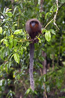 Brazilian Wildlife Pictures Prints: Brown titi monkey in a tree