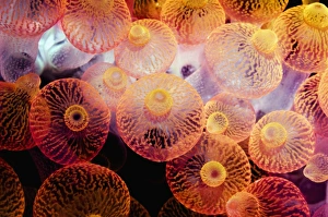 Bubble Tip Anemone Prints: Bubble tip anemone