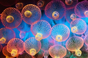 Bubble Tip Anemone Print, Close-up of Fluorescent Tentacles