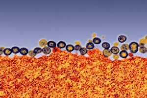 Viral Infection Prints: Budding HIV particles, TEM