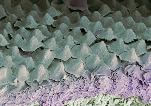 Budgerigar throat, SEM Budgerigar throat, SEM