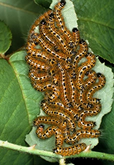 Buff tip moth caterpillars (Phalera bucephala) Buff tip moth caterpillars (Phalera bucephala)