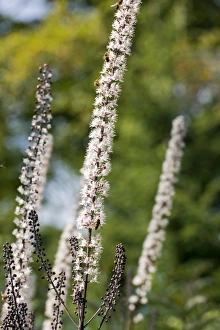 Perennial Plant Photography Prints: Bugbane (Cimicifuga simplex Brunette )