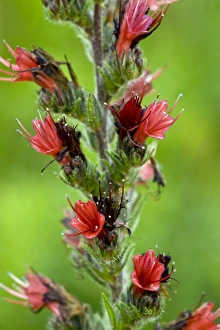European Wildflowers Landscape Prints: Bugloss (Echium russicum)